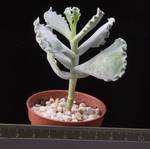Cotyledon undulata