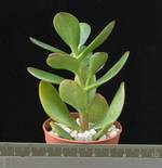 Crassula arborescens