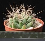 Dolichothele longimamma