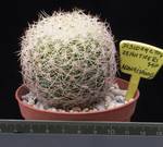 Discocactus araneispinus