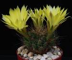 Dolichothele longimamma
