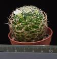 Dolichothele marnier - lapostollei