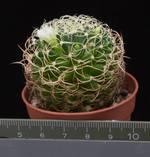 Dolichothele marnier - lapostollei