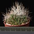 Dolichothele camptotricha