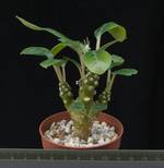 Dorstenia foetida