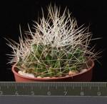 Dolichothele camptotricha