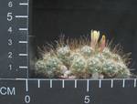 Dolichothele surculosa