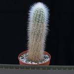 Echinocereus nivosus