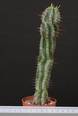 Euphorbia horrida sp.(8,5)