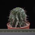 Euphorbia horrida