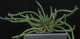 Euphorbia caput-medusae