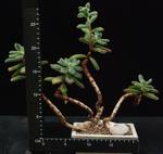 Echeveria pulvinata