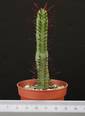 Euphorbia enopla