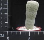 Epithelantha micromeris