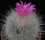 Echinomastus macdowellii