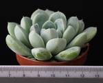 Echeveria elegans