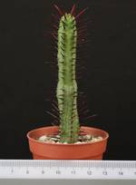 Euphorbia enopla