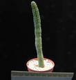 Echidnopsis cereiformis
