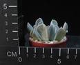 Echeveria ronyonii
