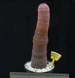 Echinocereus rigidissimus