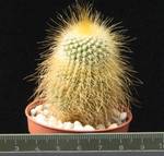 Eriocactus leninghausii