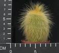 Eriocactus leninghausii