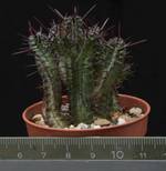 Euphorbia enopla