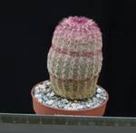 Echinocereus pectinatus v. rigidissimus