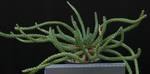 Euphorbia caput-medusae