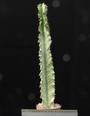 Euphorbia ammak variegata