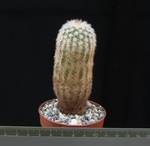 Echinocereus fitchii