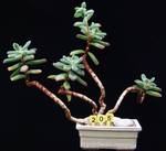 Echeveria pulvinata