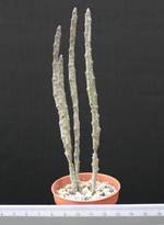 Euphorbia platyclada