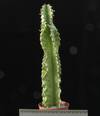 Euphorbia ammak variegata