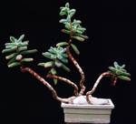 Echeveria pulvinata