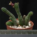 Echidnopsis watsonii