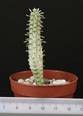 Euphorbia mammillaris variegata