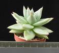 Echeveria agavoides