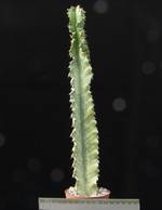 Euphorbia ammak variegata