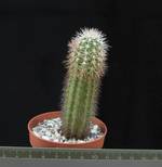 Echinocereus ortegae