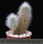 Echinocereus nivosus