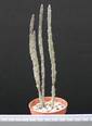 Euphorbia platyclada