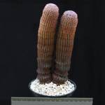 Echinocereus pectinatus v. rigidissimus