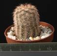 Echinocereus fitchii