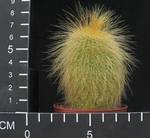 Eriocactus leninghausii