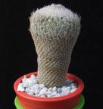 Epithelantha rufispina