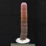 Echinocereus rigidissimus