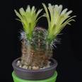 Echinocereus viridiflorus