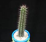 Euphorbia bahiensis