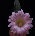 Echinocereus gentryi